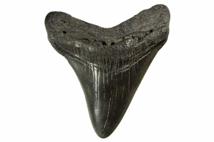 Juvenile Megalodon Tooth - South Carolina #312114